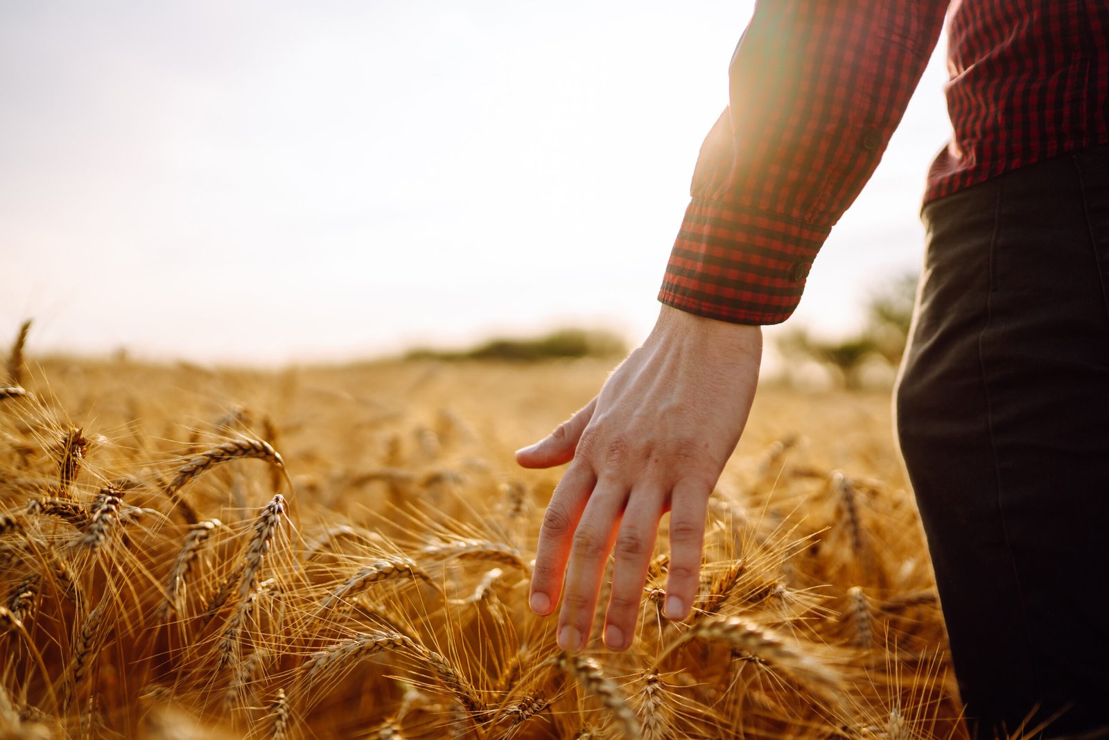 Man walking in wheat during sunset and touching harvest. Agricultural growth and farming business.